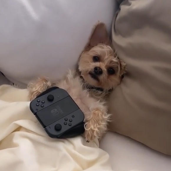 Meet your Posher, Chloe - Picture 1 of 1